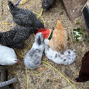 Poultry and Pals Photo Contest 36.jpg