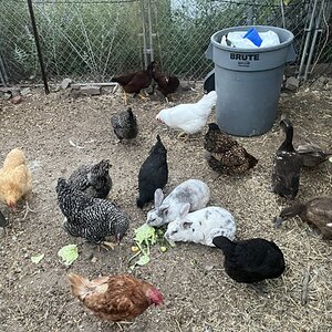 Poultry and Pals Photo Contest 37.jpg