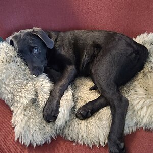 Pets With Paws Photo Contest 123.jpg