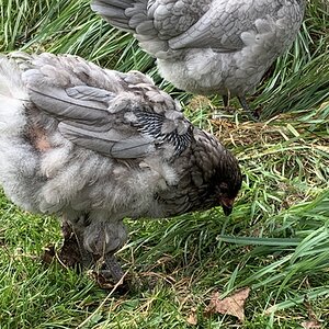 (Worst) Chicken Molt 40a.jpg