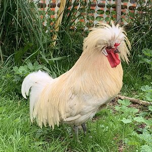 (Worst) Chicken Molt 41.jpg