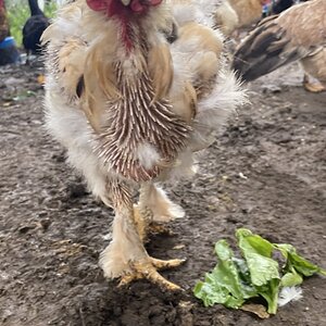 (Worst) Chicken Molt 45bb.jpg