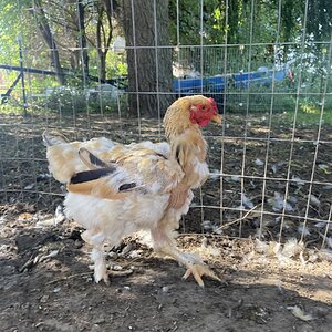 (Worst) Chicken Molt 45g.jpg