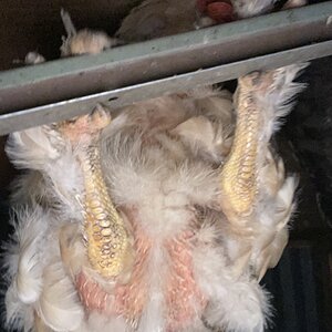 (Worst) Chicken Molt 45h.jpg