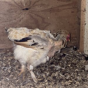 (Worst) Chicken Molt 45ii.jpg