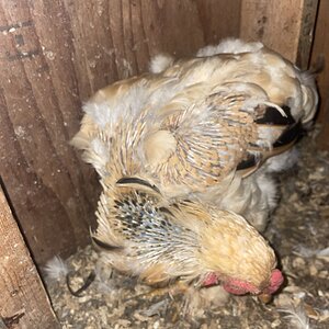 (Worst) Chicken Molt 45m.jpg