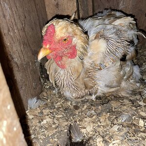 (Worst) Chicken Molt 45o.jpg