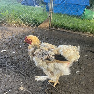 (Worst) Chicken Molt 45q.jpg