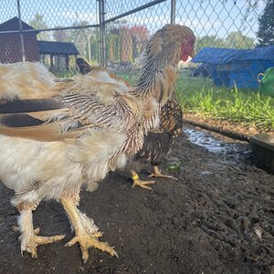 (Worst) Chicken Molt 45r.jpg