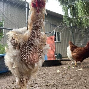 (Worst) Chicken Molt 45t.jpg