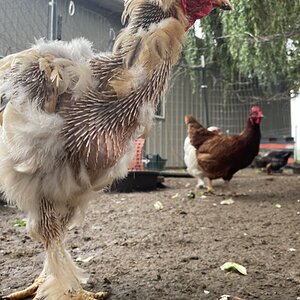 (Worst) Chicken Molt 45u.jpg