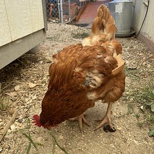 (Worst) Chicken Molt 49d.jpg