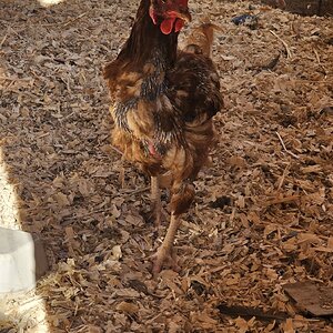 (Worst) Chicken Molt 50b.jpg