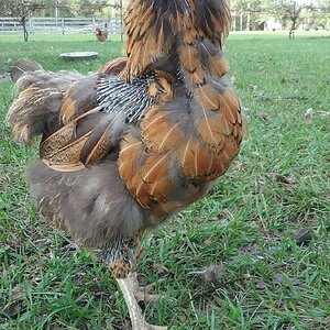 (Worst) Chicken Molt 51b.jpg