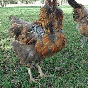 (Worst) Chicken Molt 51s.jpg