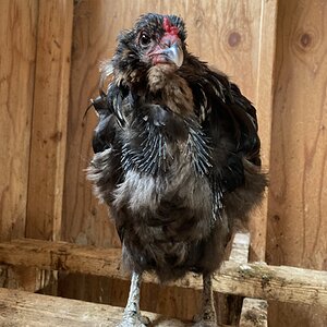(Worst) Chicken Molt 53a.jpg