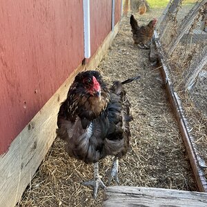 (Worst) Chicken Molt 53c.jpg