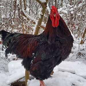 2024—Winter on the Farm Photo Contest 4.jpg