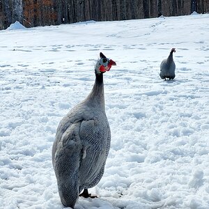2024—Winter on the Farm Photo Contest 6.jpg
