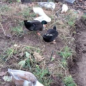 Ducks Harvesting Potatoes and some Mallards running down to the duck yard