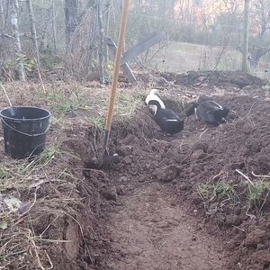 Chaos, Sandals & Boots working the Potato Patch