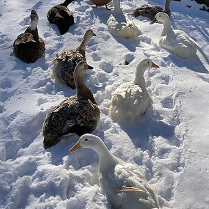 2024—Winter on the Farm Photo Contest 7.jpg