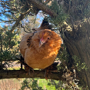 2024—Winter on the Farm Photo Contest 11.jpg