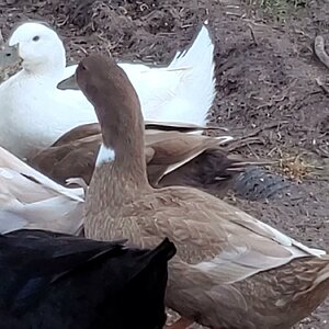 Milka Duck healed up very well, seven weeks after her quacknapping