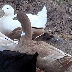 Milka Duck healed up very well, seven weeks after being quacknapped