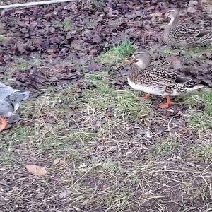 Two Mallards & Duckling #12