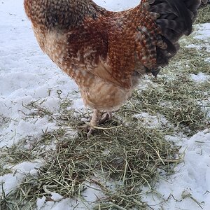 2024—Winter on the Farm Photo Contest 12.jpg