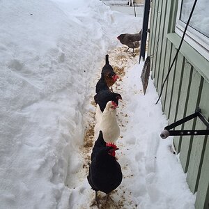 2024—Winter on the Farm Photo Contest 13.jpg