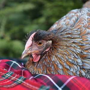 2024—Winter on the Farm Photo Contest 16.jpg