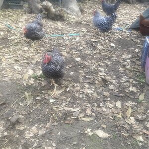2024—Winter on the Farm Photo Contest 17.jpg