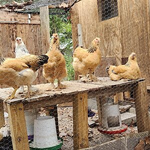 2024—Winter on the Farm Photo Contest 18.jpg