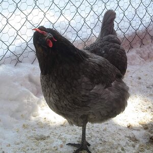2024—Winter on the Farm Photo Contest 19.jpg