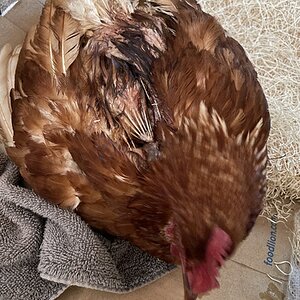 Dumplin back injuries