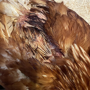 Close up pic of back