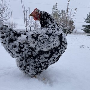 2024—Winter on the Farm Photo Contest 20.jpg