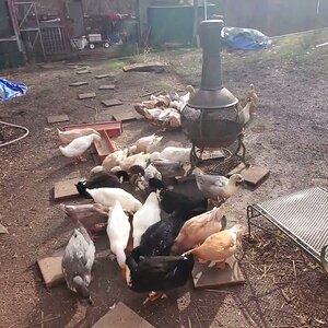 Duck's Waddle Through Restaurant