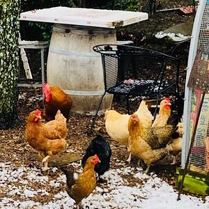 2024—Winter on the Farm Photo Contest 21.jpg