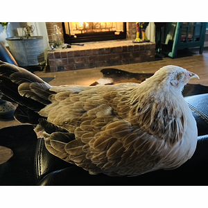 2024—Winter on the Farm Photo Contest 23.png
