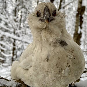 2024—Winter on the Farm Photo Contest 25.jpg