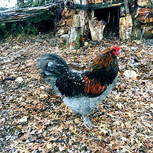 2024—Winter on the Farm Photo Contest 27.jpg