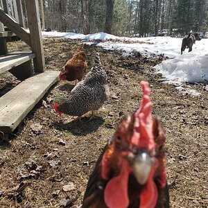 2024—Winter on the Farm Photo Contest 28.jpg