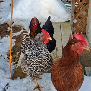 2024—Winter on the Farm Photo Contest 29.jpg