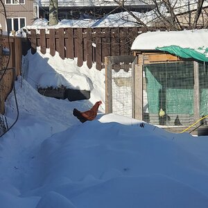 2024—Winter on the Farm Photo Contest 31.jpg