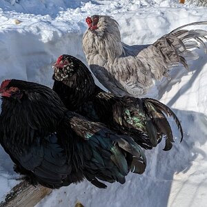 2024—Winter on the Farm Photo Contest 32.jpg