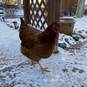 2024—Winter on the Farm Photo Contest 34.jpg