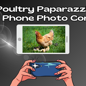 Poultry Paparazzi, a Cell Phone Photo Contest.png
